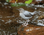 American Dipper, Costa Rica