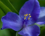 China Blue