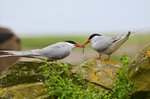 Arctic Terns