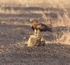 Black Kite