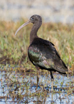 Glossy Ibis 1