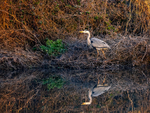 Grey Heron
