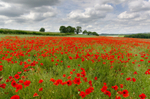 Dorset Poppies - 4