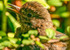 Blackbird Turdus merula-