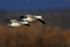 Pair of Ross's Geese flying, Bosque del Apache, New Mexico
