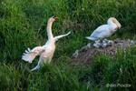 Swan & Cygnets - Returning to the nest 4