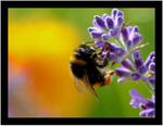 Bee & Lavender