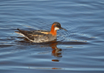 Red-necked Phalarope