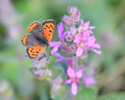 Small Copper