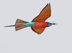 Northern Carmine Bee Eater
