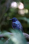 Starling, Sturnus vulgaris_ST_0019