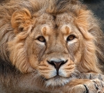 Angola Lion