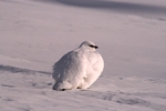Grouse 2554