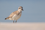 Black-bellied Plover on beach, Fort de Soto Park, Florida