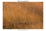 West Coast Reeds 2