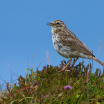 Meadow Pipit