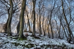 Twisted Beech