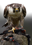 Peregrine 2