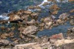 Peregrine Falcon flying below cliffs, Dorset, UK