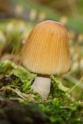 Glistening Ink Cap