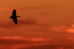White Ibis silhouette in flight, Viera Wetlands, Florida