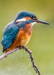 Kingfishers portfolio