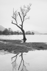 Wet roots - Ullswater, Lake District
