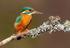 KINGFISHER no 8