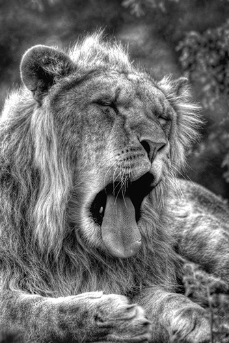 Yawning Lion