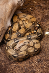 indian python Python molurus-637