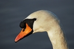 Mute Swan