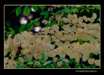 Cercidiphyllum japonica 1