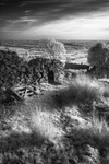 The Trail
