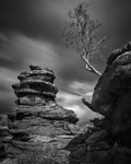 Running Tree, Brimham Rocks