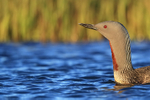 Red-throated Diver head side view, Floi, Iceland