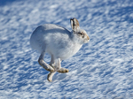Mountain Hare - Lepus timidus
