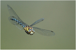 Emperor Dragonfly