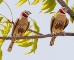 Cut Throat Finch