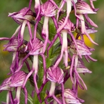 Man and Monkey Orchid Hybrid. Orchis x bergonii = Orchis anthropophorum x Orchis.simia.