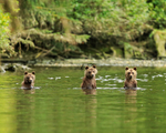 Three Grizzly Bear Cubs in water, Knight Inlet, British Columbia, Canada