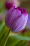 Flower - 6689
