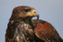 Hawk _AGT003