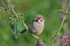 Tree Sparrow