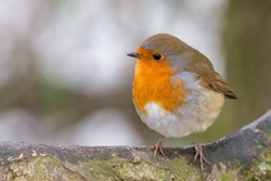 Attenborough Nature Reserve portfolio