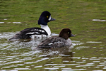 Barrows Goldeneye (pair)