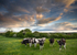 Cows and Buttercups