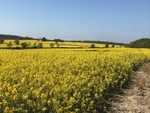 06 Fields of Rape