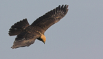 Marsh Harrier