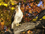 Autumn Hawk