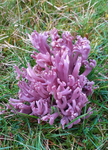 Violet Coral